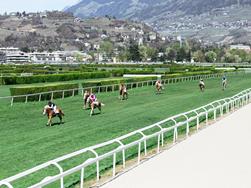 The Haflinger gallop race on Easter Monday in Meran