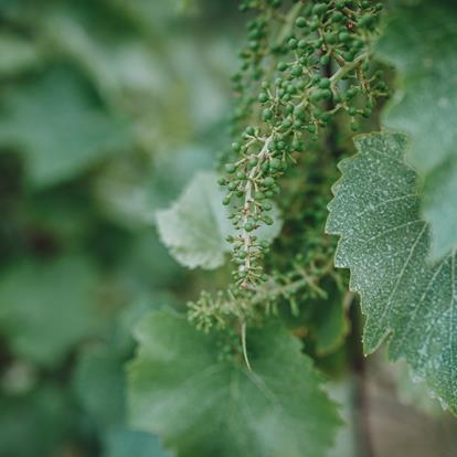 Degustazioni e altro nella regione di Lana in Alto Adige