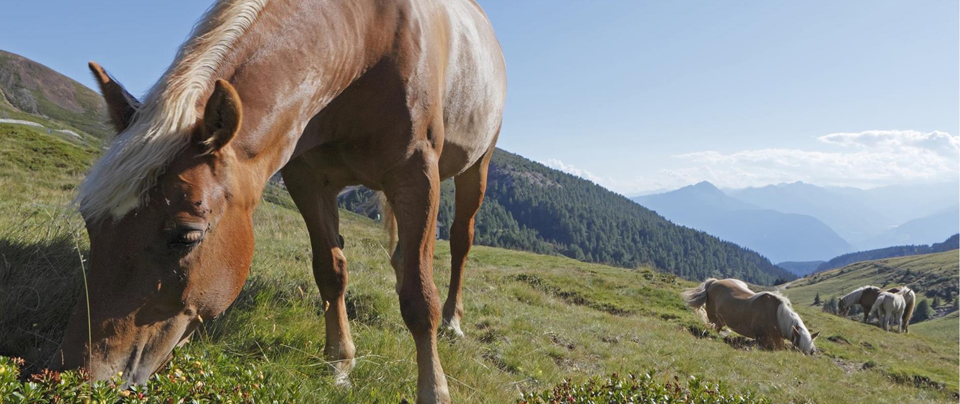 Horse-riding-Haflinger-horses-Avelengo-Verano-Merano2000-fb