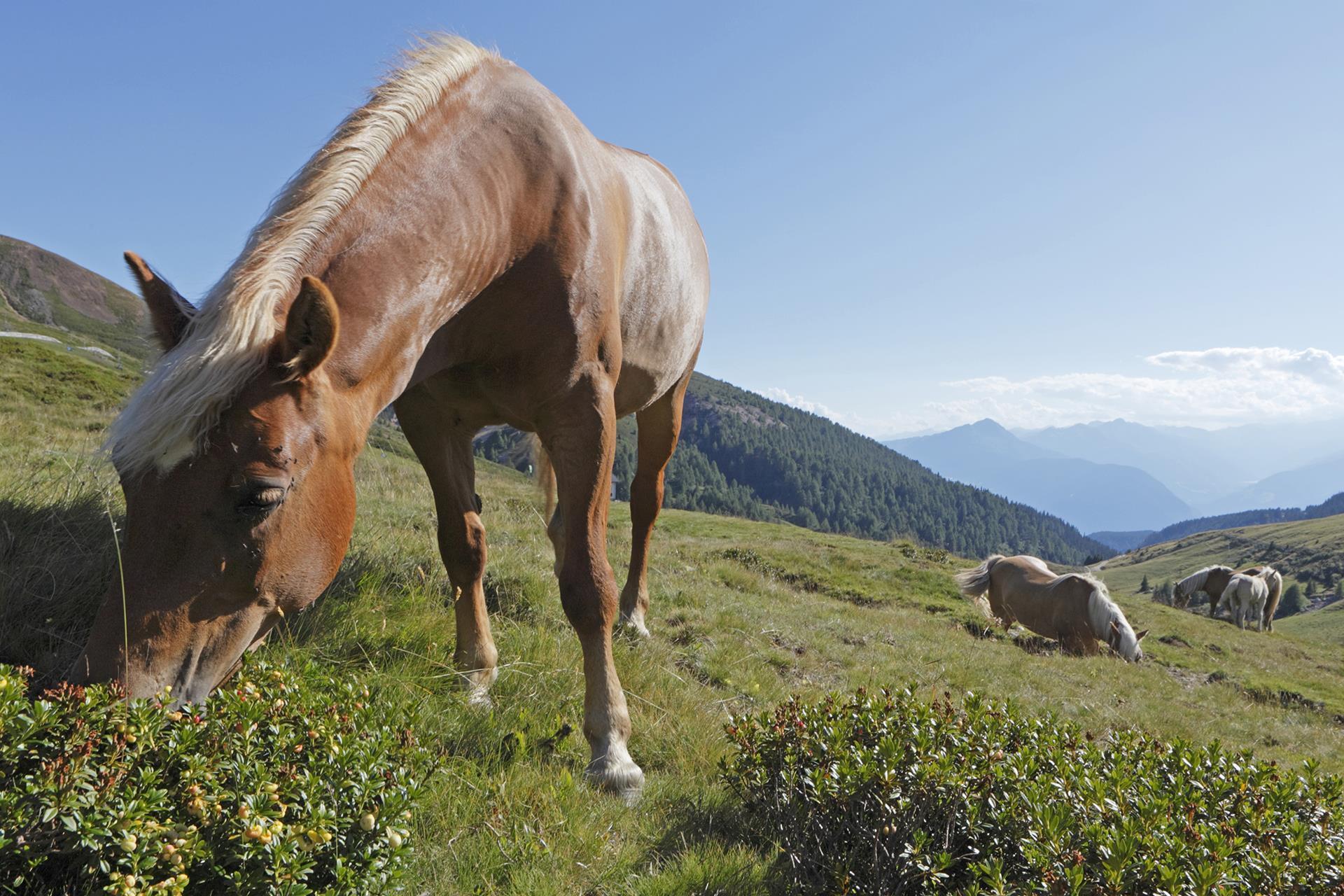 I cavalli Haflinger sui pascoli di Merano 2000