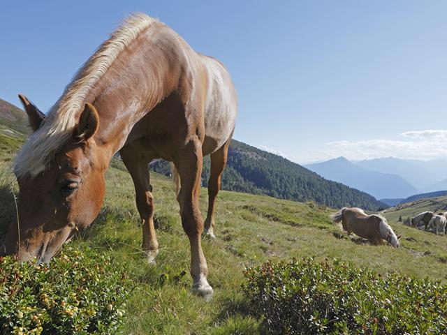 Haflinger horses during summer at Meran 2000