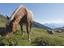 Equitazione-Cavallo-Haflinger-Avelengo-Verano-Merano2000-fb