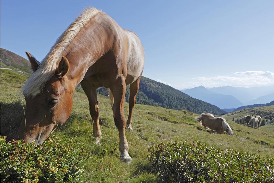Haflinger horses during summer at Meran 2000