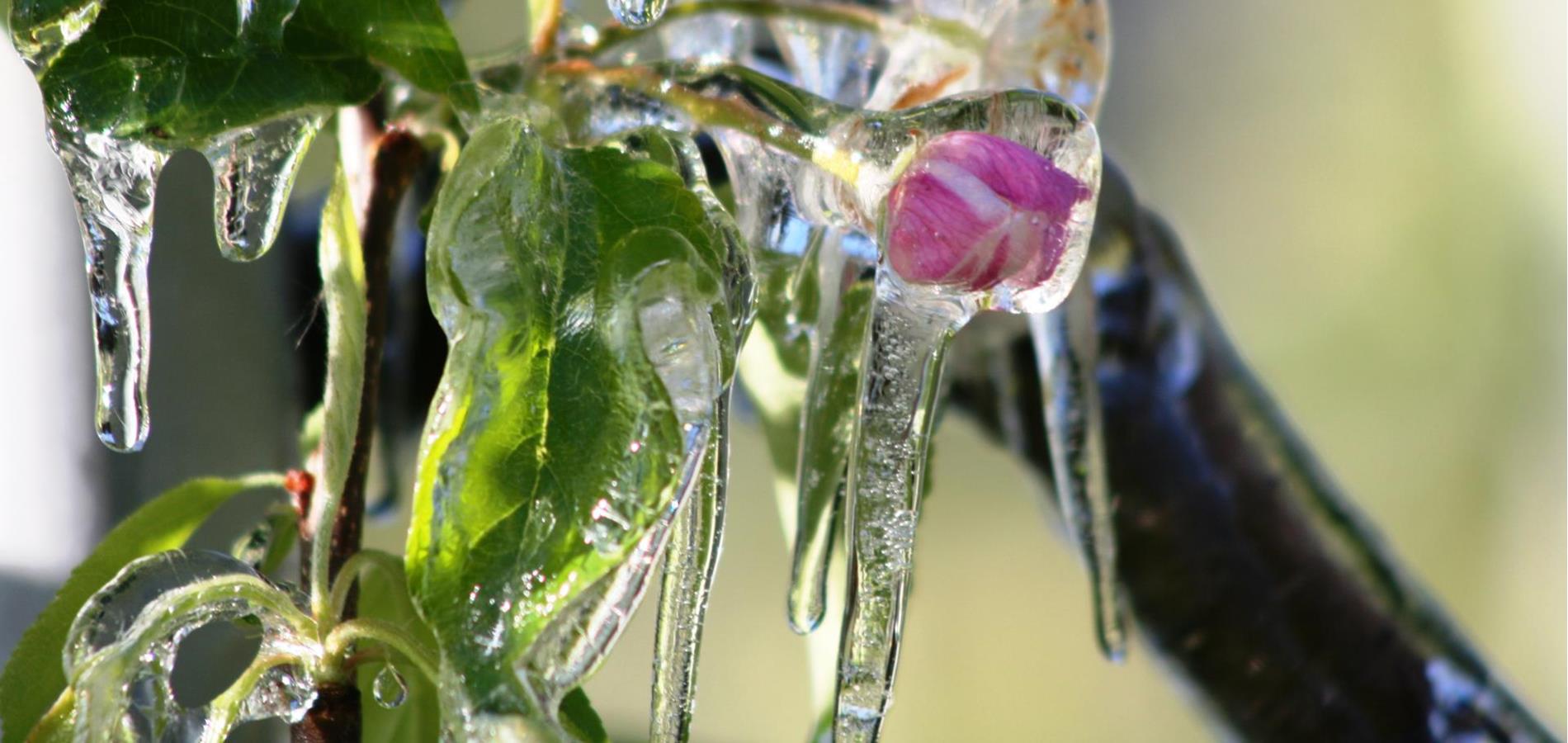 Naturspektakel Apfelblüte und Eisblüte