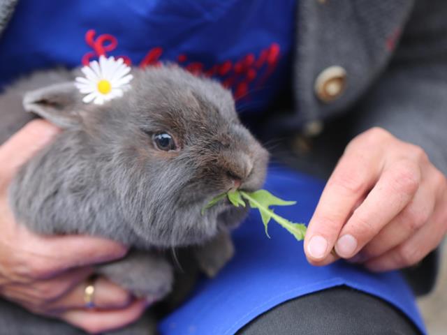 ostern-fruehling-hase-bauer-bauernhof-kraeuter-kt-2021-18