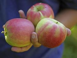 The world of apples